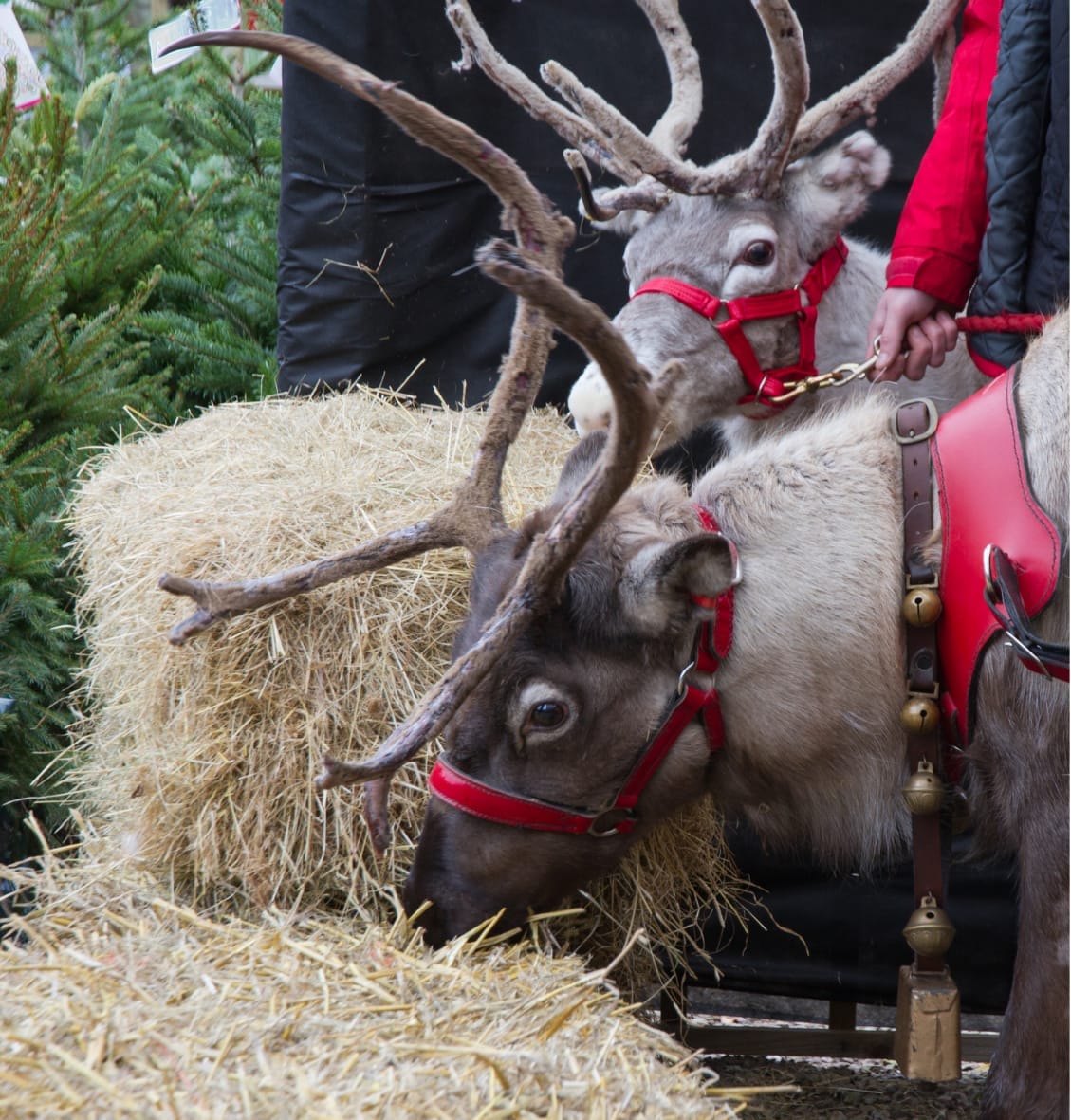 Where to see Father Christmas in North Cornwall 2024