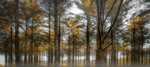 Cardinham Woods