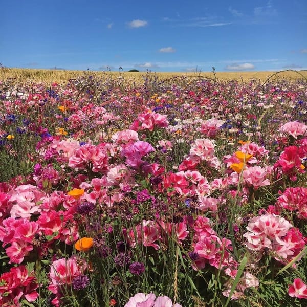 The Flower Field by Roskilly & Henwood