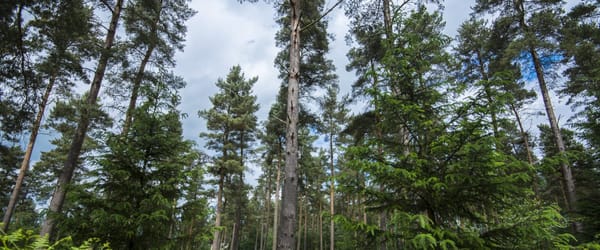 Holsworthy Woods