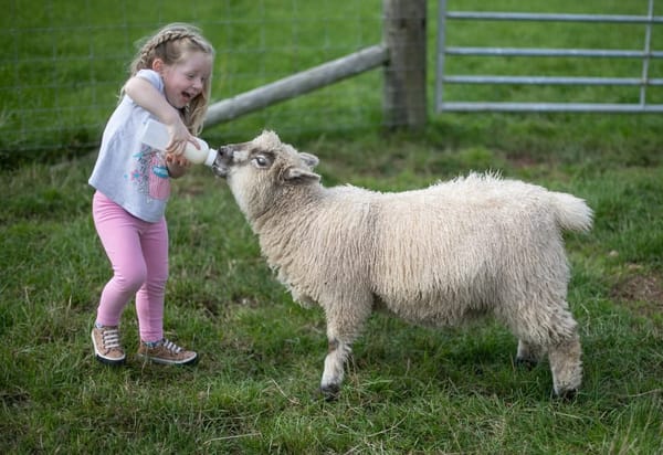 Gwel Teg Farm