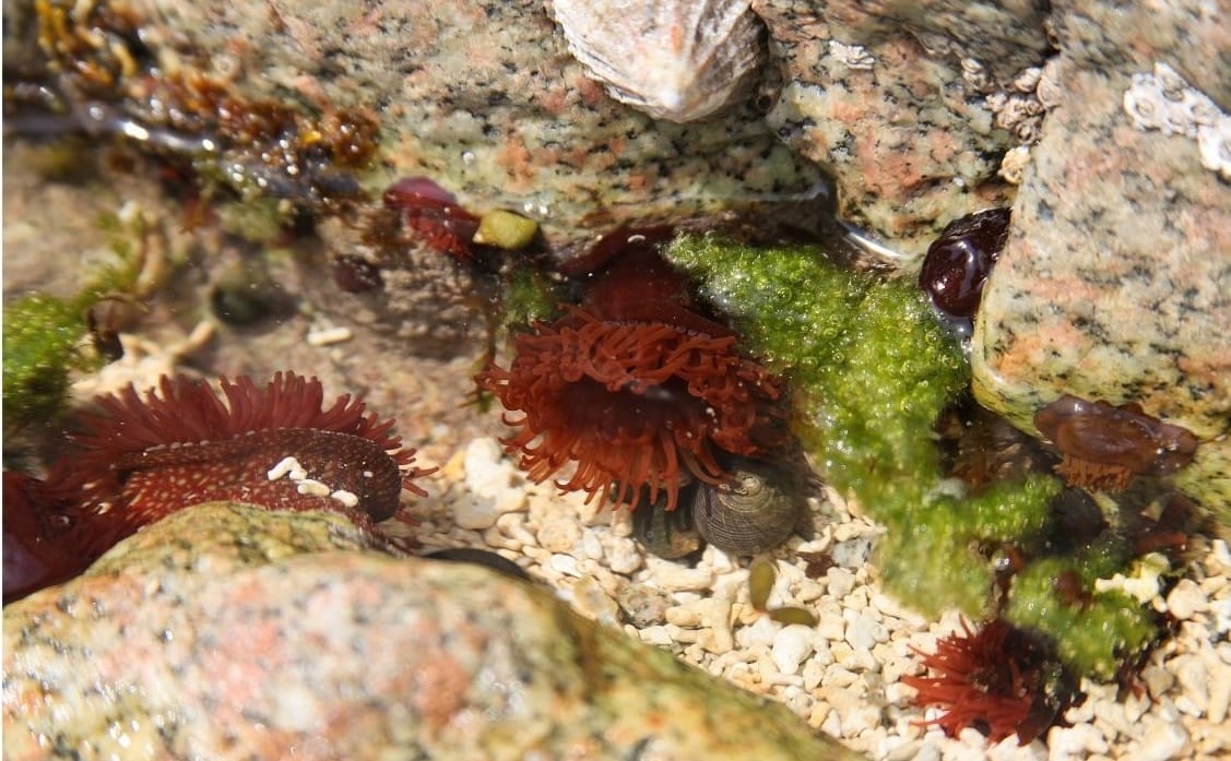 Best Cornwall Beaches for Rock Pooling