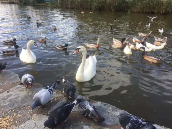 Bude Canal