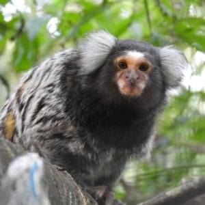 The Monkey Sanctuary