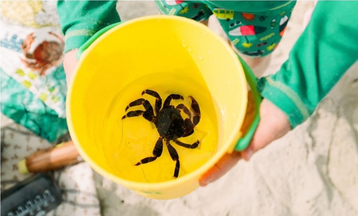 Best Cornwall Beaches for Rock Pooling