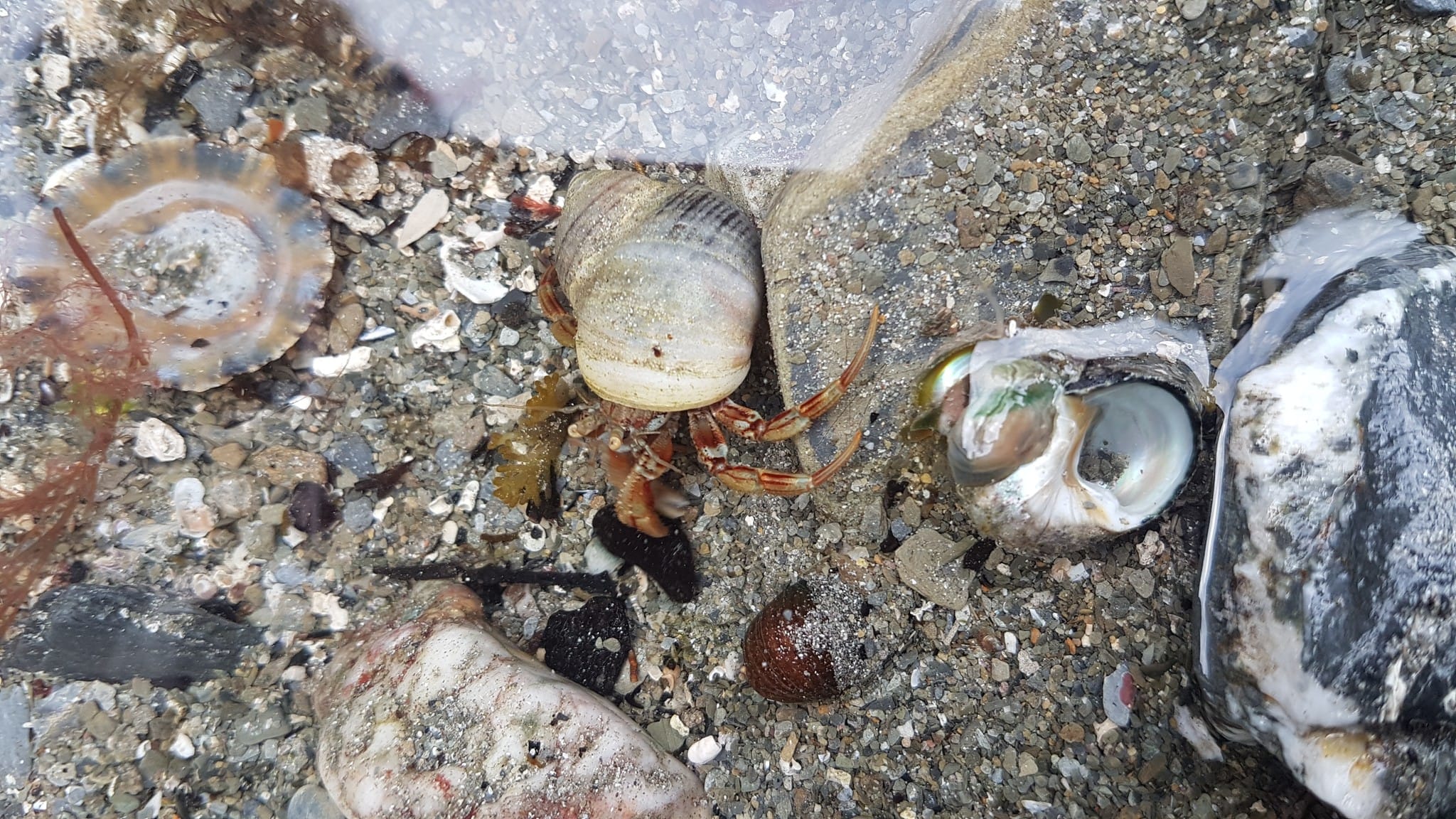 Best Cornwall Beaches for Rock Pooling