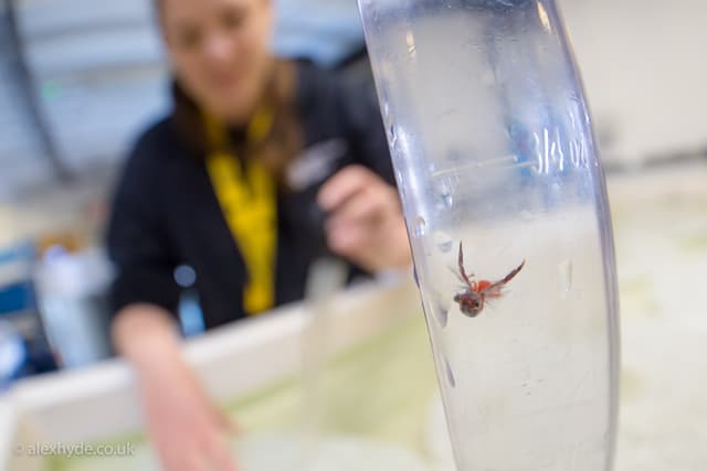 The National Lobster Hatchery